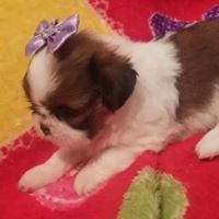 CANIL PUPPY DOGS TERRIER - Itanhaém, SP